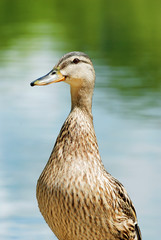 closeup of a wet black duck