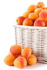 Basket full of fresh picked apricots.