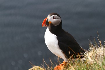 puffin