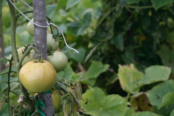 tomato plant