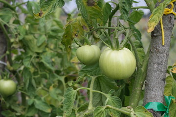 green tomato