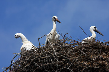 Storch