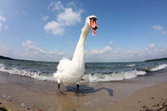 Schwan