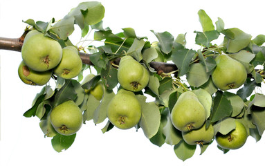 Pears hang on a branch