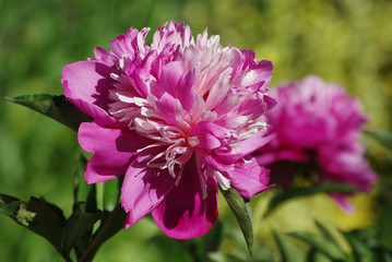 Blüten der großen Pfingstrose