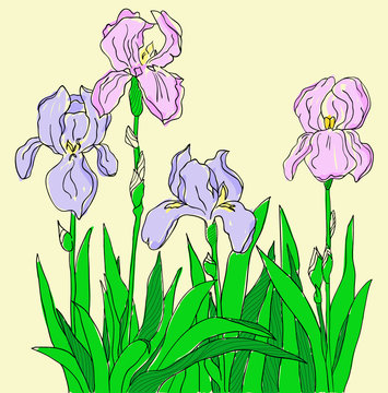 Color iris