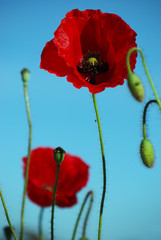 Obraz premium Mohnblüten