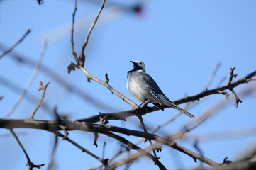 Wagtail in the tree