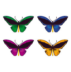 Fototapeta na wymiar Schmetterlinge / Butterflies