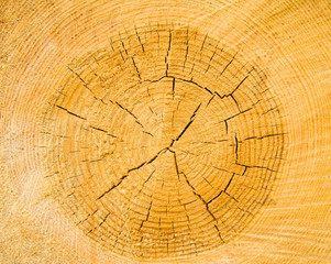 Naklejka premium Tree structure