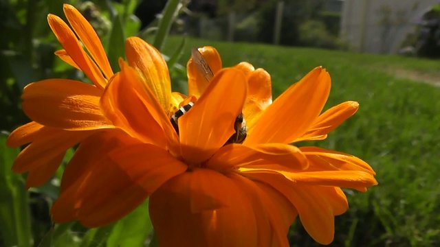 Abeille