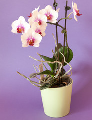 Phalaenopsis