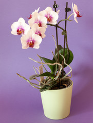 Naklejka na ściany i meble Phalaenopsis