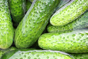 some cucumbers in the water