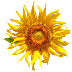 isolated Sunflower