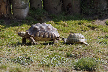 Fototapeta premium Spornschildkröte gefolgt von einer Griechischen Landschildkröte