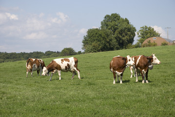 Plakat groupe de vaches