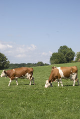 Fototapeta na wymiar groupe de vaches