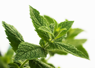 Mentha piperita, mint © Igor Dutina