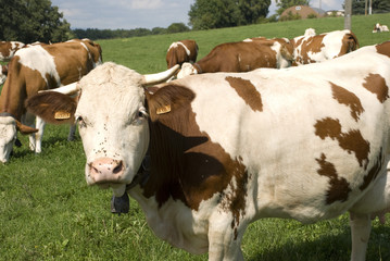 groupe de vaches