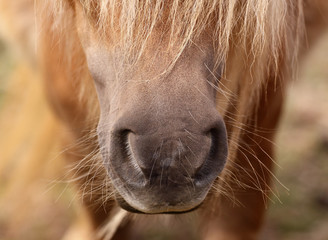 Pony horse detail