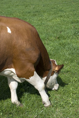 vache