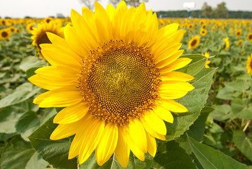 Obraz premium Beautiful sunflowers in the field