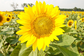 Beautiful sunflowers in the field