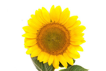 beautiful yellow Sunflower petals closeup