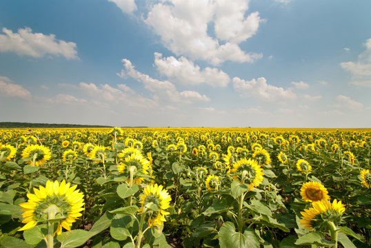 Beautiful sunflowers in the field