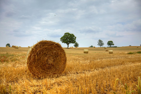 Bales of straw in a field at harvest time