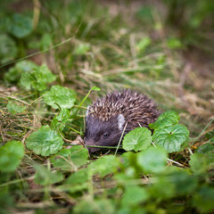 Baby European Hedgehog  sniffing in grass,