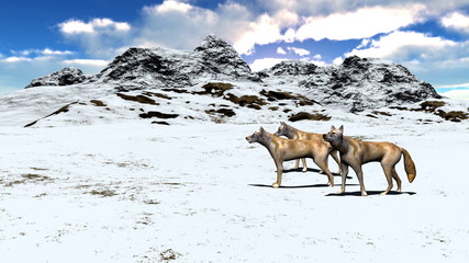 Naklejka premium コヨーテ