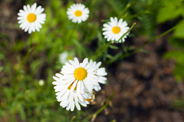 Daisy Background