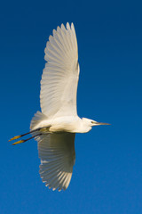 Little Egret in flight (Egretta garzetta)