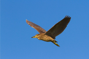 Night Heron immature in flight / Nycticorrax nycticorax