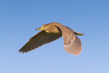 Night Heron immature in flight / Nycticorrax nycticorax