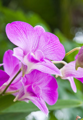 Fototapeta na wymiar Beautiful purple orchid on green leaf background.