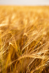 Closeup photo of a golden wheat in field