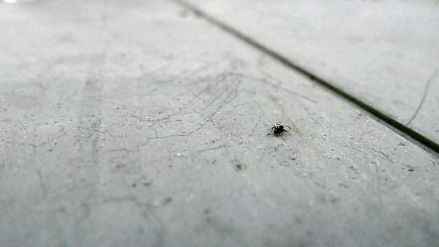 fourmi d&eacute;placement objectif