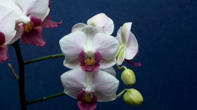 Orchid Timelapse