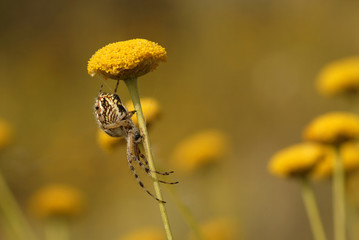 Araña entre las flores