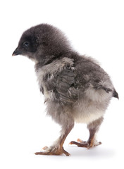 Baby chicken