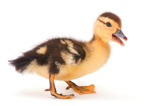 Duckling duckling