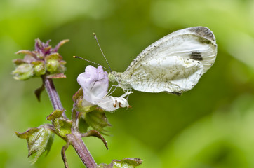 Butterfly in green nature eat Nectar of flowers