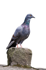 The pigeon is sitting on a rock.