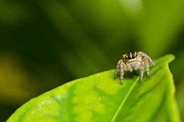 jump spider on green leaf in forest