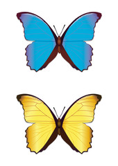 schmetterling / butterfly
