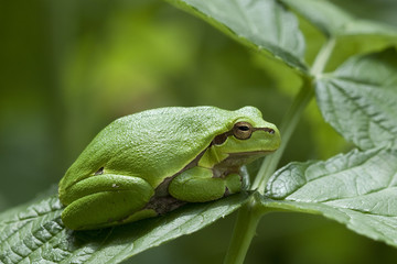 Green frog