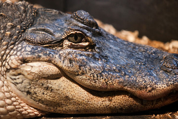 Alligator